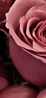 Elegant pink roses wallpaper for mobile.