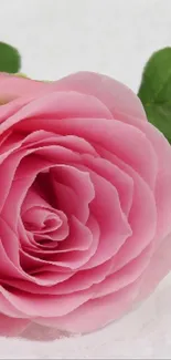 Close-up of a pink rose on a stem with leaves.