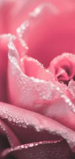 Close-up of a pink rose with dewdrops, ideal for mobile wallpaper.