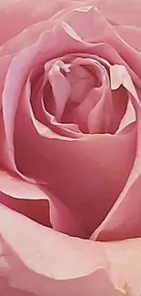 Close-up of elegant pink rose petals wallpaper.