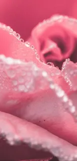 Close-up of a pink rose with dewdrops on its petals, creating a soft texture.