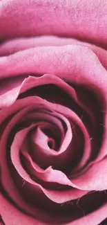 Close-up of a pink rose mobile wallpaper