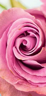 Close-up of a vibrant pink rose with delicate textures for your mobile wallpaper.