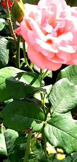 Elegant pink rose with green leaves in sunlight.