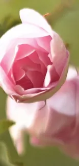 Close-up of elegant pink rose with soft, delicate petals.