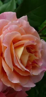 Elegant pink rose with green leaves background.