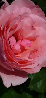 Elegant pink rose flower with green leaves background.