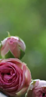 Close-up of pink roses with a soft green background.