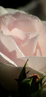 Close-up of a delicate pink rose with dewdrops on petals.