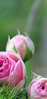 Elegant pink rose close-up wallpaper with green background.