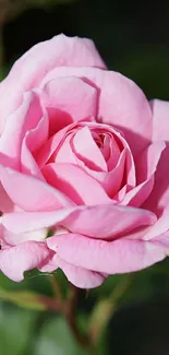 Close-up of a pink rose with delicate petals and green foliage.