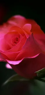 Elegant pink rose with dark background.