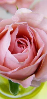 Close-up of a delicate pink rose blossom for mobile wallpaper.