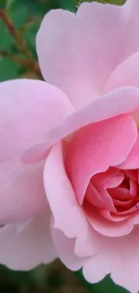 Close-up of a delicate pink rose with soft petals in bloom.