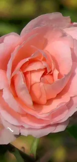 Close-up of a blooming pink rose with soft petals.