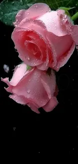 Elegant pink rose with dewdrops on a black background.