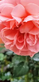 Close-up of elegant pink rose with dewy petals.