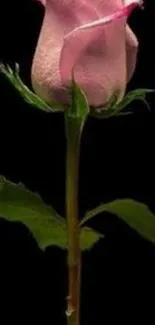 Elegant pink rose with green leaves on a dark background.