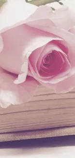 Delicate pink rose resting on a book.