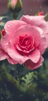 Elegant pink rose with dew-drops against green leaves.