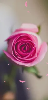 A close-up of a beautiful pink rose in full bloom, showcasing its delicate petals.