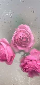 Three pink roses with raindrops on a soft background.