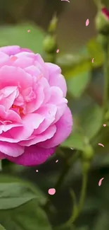 Mobile wallpaper of a vibrant pink rose with lush green leaves.