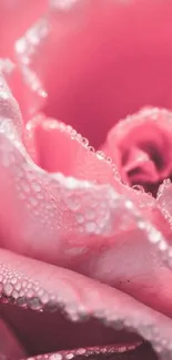 Close-up of a pink rose with dewdrops, highlighting delicate petals.