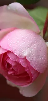 Close-up of a pink rose with dewdrops, perfect for a mobile wallpaper.