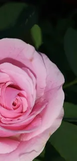 Close-up of a pink rose with green leaves.