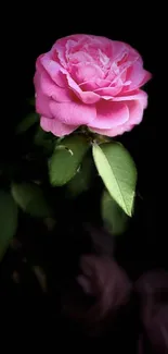 Elegant pink rose on a dark background