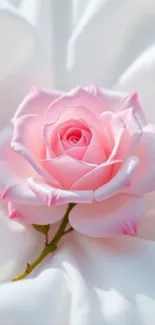 Elegant pink rose on white background wallpaper.