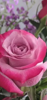 Close-up of a pink rose with purple accents.