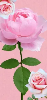 Elegant pink roses on a soft pink background.