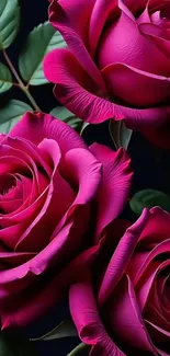 Elegant pink roses with green leaves.