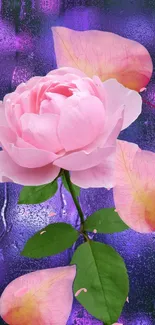 Pink rose with purple backdrop, elegant design.