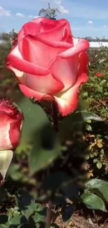 Elegant pink rose in a vibrant garden setting.