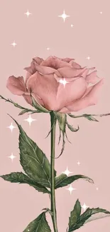 Elegant pink rose with green leaves on pastel background.