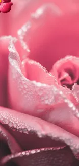 Close-up of a pink rose with dewdrops on petals and a small hibiscus icon.