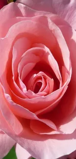 Close-up of a blooming pink rose with green leaves.