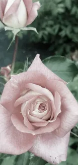 Elegant pale pink roses with green leaves.