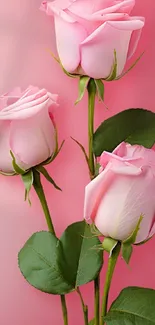 Three elegant pink roses on a stem wallpaper.