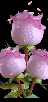 Elegant pink roses on a black background wallpaper.