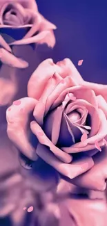 Pink roses on a purple background with soft petals and elegant design.