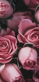 Elegant pink roses wallpaper showcasing intricate floral design.