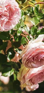 Graceful pink roses in full bloom in a garden setting.