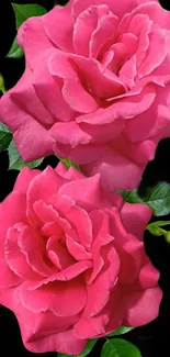 Vibrant pink roses on a black background wallpaper.