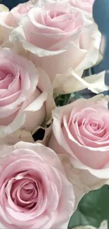 Elegant light pink roses in full bloom wallpaper.