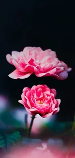 Elegant pink roses on a dark background wallpaper.