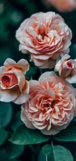 Elegant pink roses against lush dark green leaves.